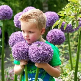 cebulki-kwiatowe-allium-gladiator-kwiatow-czosnek-ozdobny-1szt-gigant