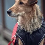 kurteczka-hunter-czerwony-30cm-rodzaj-kurteczka