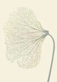 nowoczesny-dywan-home-art-dmuchawiec-bez-160x230
