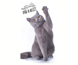 recznik-kot-brytyjski-30x50-bawelna-do-rak-twarzy