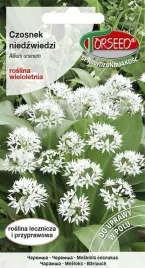 nasiona-czosnek-niedzwiedzi-allium-ursinum-05-g