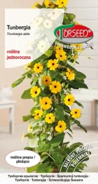 nasiona-tunbergia-pnacze-zolte-z-czarnym-oczkiem-05g-torseed
