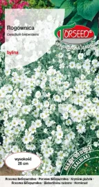 nasiona-rogownica-biala-torseed