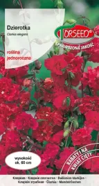 nasiona-dzierotka-szkarlatna-2g-torseed