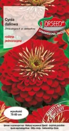 nasiona-cynia-daliowa-czerwona-torseed