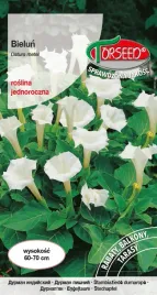 nasiona-bielun-bialy-torseed