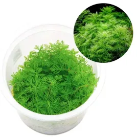 myriophyllum-mattogrossense-roslina-do-akwarium-iii-plan-kubek-10cm