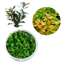 ludwigia-ovalis-pomaranczowa-roslina-do-akwarium-3-plan-kubek-10cm-in-vitro