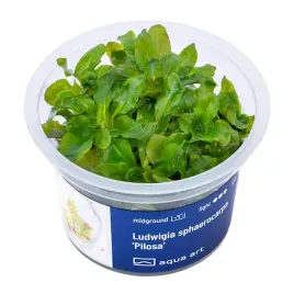 ludwigia-sphaerocarpa-pilosa-pomaranczowa-roslina-do-akwarium-kubek-6cm