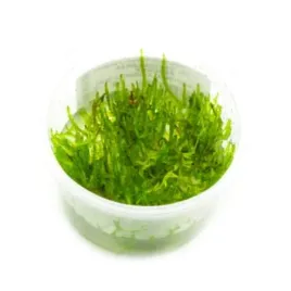 peacock-moss-mech-kubek-5cm-in-vitro