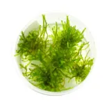 peacock-moss-mech-kubek-5cm-in-vitro-rodzaj-mchy-i-watrobowce