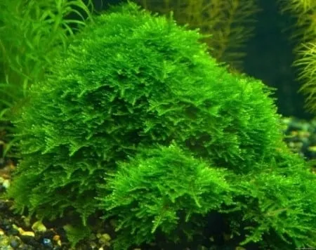 peacock-moss-mech-kubek-5cm-in-vitro-wysokosc-minimalna-2-cm