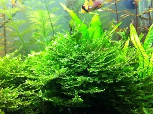 peacock-moss-mech-kubek-5cm-in-vitro-stan-opakowania-brak-opakowania