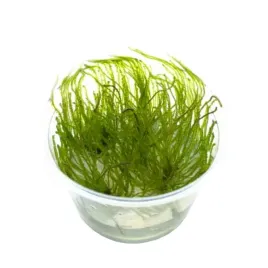 weeping-moss-mech-kapiacy-kubek-5cm-in-vitro