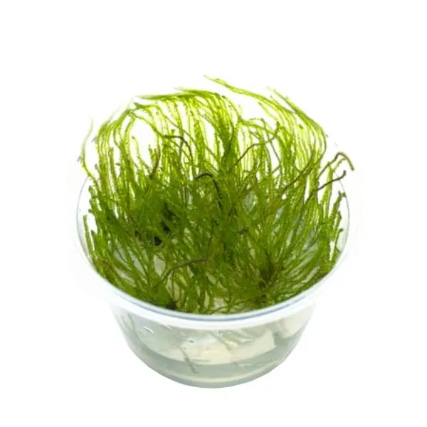 weeping-moss-mech-kapiacy-kubek-5cm-in-vitro