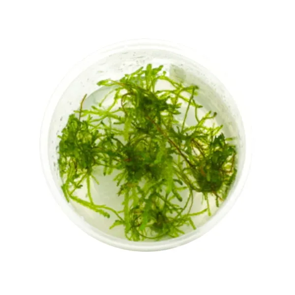 weeping-moss-mech-kapiacy-kubek-5cm-in-vitro-rodzaj-mchy-i-watrobowce