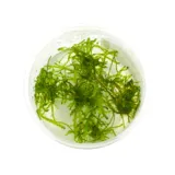 weeping-moss-mech-kapiacy-kubek-5cm-in-vitro-rodzaj-mchy-i-watrobowce
