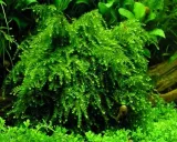 weeping-moss-mech-kapiacy-kubek-5cm-in-vitro-wysokosc-minimalna-2-cm
