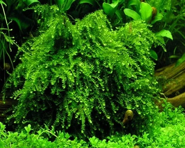 weeping-moss-mech-kapiacy-kubek-5cm-in-vitro