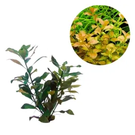 ludwigia-ovalis-pomaranczowa-roslina-do-akwarium-iii-plan-5szt-in-vitro