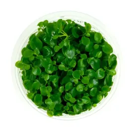lobelia-cardinalis-in-vitro-kubek-10-cm-roslina-do-akwarium