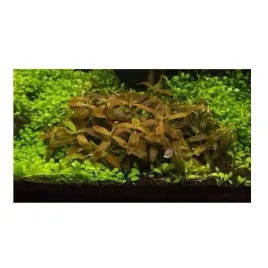 staurogyne-brown-koszyk-xxl-roslina-do-akwarium