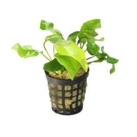 anubias-nana-gold-koszyk-roslina-do-akwarium