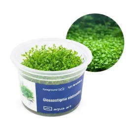 glossostigma-elatinoides-roslina-do-akwarium-trawnik-kubek-6cm-in-vitro