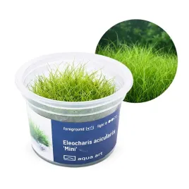 eleocharis-acicularis-mini-roslina-do-akwarium-trawnik-kubek-6cm-in-vitro
