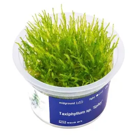 taxiphyllum-sp-spiky-mech-latwy-roslina-do-akwarium-kubek-6cm-in-vitro