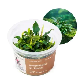 bucephalandra-sp-ulysses-kubek-in-vitro-6cm