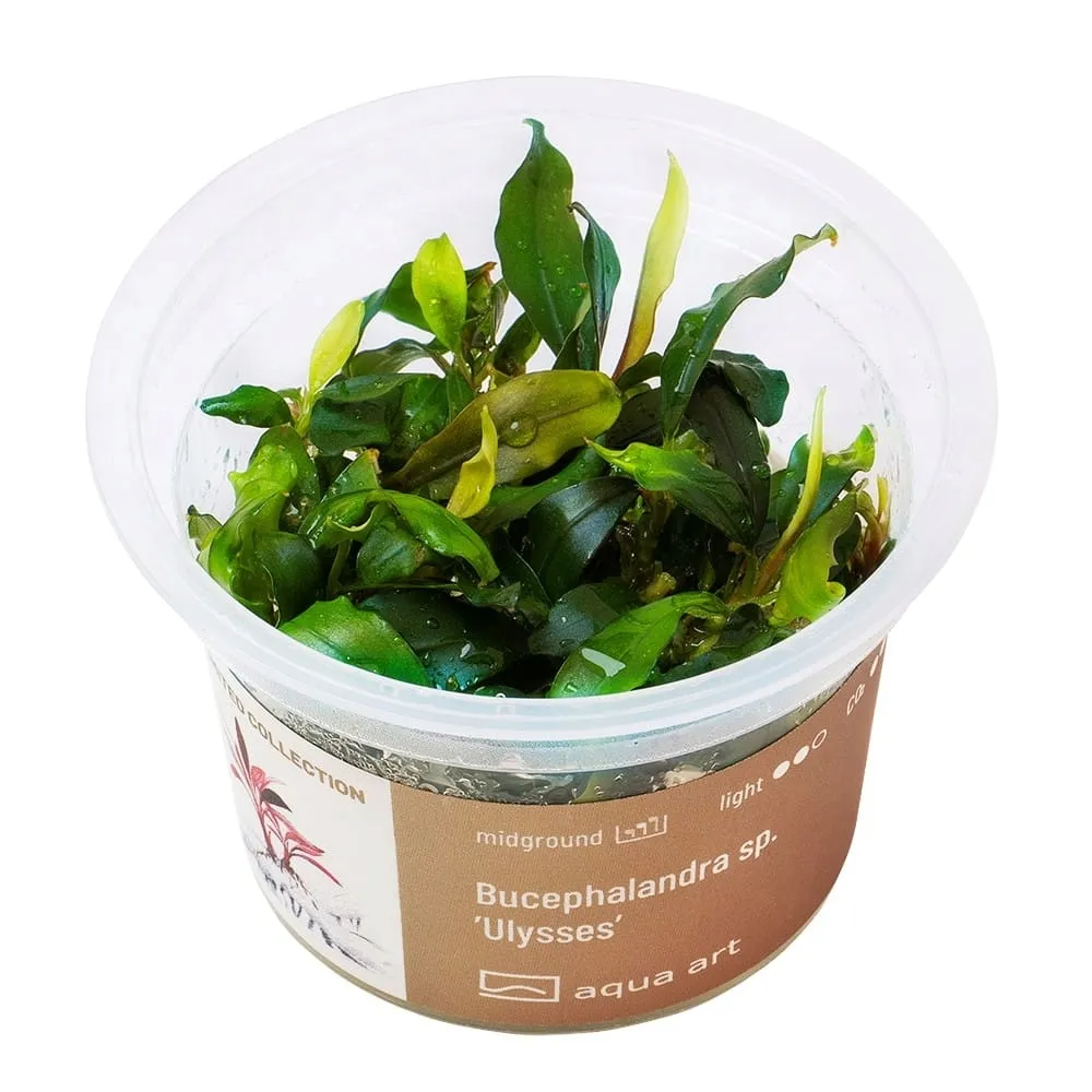bucephalandra-sp-ulysses-kubek-in-vitro-6cm