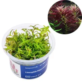 limnophila-hippuridoides-in-vitro-roslina-na-trzeci-plan-aqua-art-kubek-cm