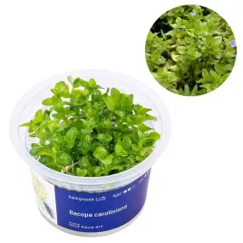 bacopa-caroliniana-roslina-na-srodkowy-plan-in-vitro-kubek-6cm