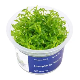 limnophila-vietnam-in-vitro-kubek-6cm-ii-plan-zielona-roslina-do-akwarium