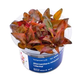 alternanthera-reineckii-lilacina-in-vitro-kubek-6cm-roslina-do-akwarium