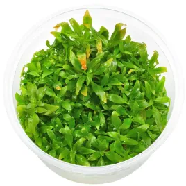 ludwigia-glandulosa-kubek-in-vitro-10cm-czerwona-roslina-na-tylny-plan