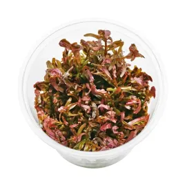 rotala-blood-red-kubek-in-vitro-10cm-czerwona-roslina-na-tylny-plan