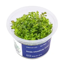 rotala-rotundifolia-green-in-vitro-roslina-do-akwarium-iii-plan-kubek-6cm