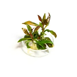 alternanthera-lilacina-czerwona-roslina-do-akwarium-in-vitro-2szt-sadzonki