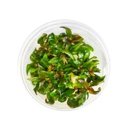 alternanthera-lilacina-czerwona-roslina-do-akwarium-in-vitro-kubek-10cm