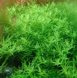 rotala-sp-green-in-vitro-porcja-5szt