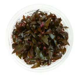 alternanthera-reineckii-red-mini-in-vitro-kubek-10cm