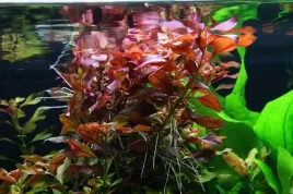 ludwigia-repens-mesakana-in-vitro-5-sadzonek