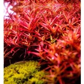 rotala-h-ra-roslina-do-akwarium-rarytas-in-vitro