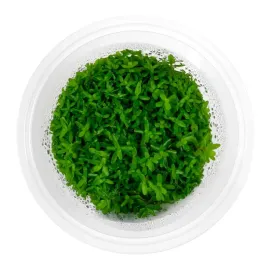 rotala-h-ra-roslina-do-akwarium-rarytas-in-vitro-kubek-10-cm