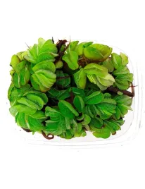 salvinia-auriculata-roslina-plywajaca-do-akwarium-kubek-10cm-in-vitro