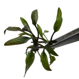 cryptocoryne-becketti-sadzonka-in-vitro-2szt
