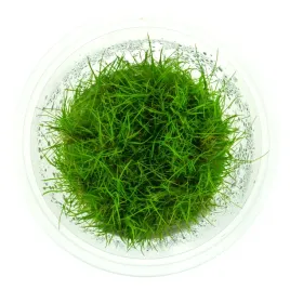 eleocharis-acicularis-poniklo-in-vitro-kubek-10cm-roslina-do-akwarium