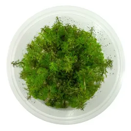 myriophyllum-tuberculatum-in-vitro-kubek-10-cm-roslina-do-akwarium